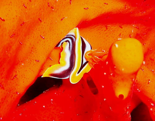 Chromodoris quadricolor aCIMG4897