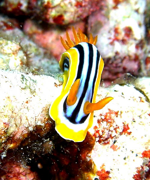 Chromodoris quadricolor aCIMG7327