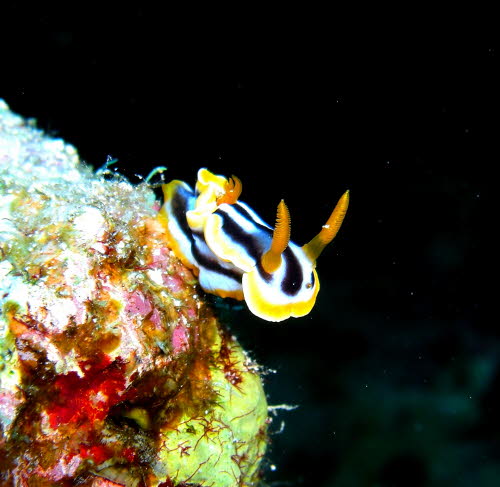 Chromodoris quadricolor aCIMG9377
