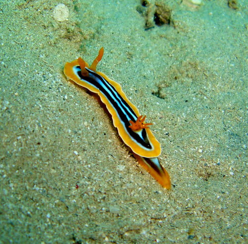 Chromodoris quadricolor abCIMG0745