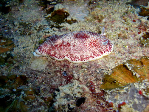 Chromodoris reticulata ArchivBild (793)