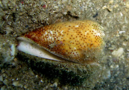 Conus stercusmuscarum ArchivBild (543)