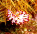 Flabellina exoptata aCIMG7364
