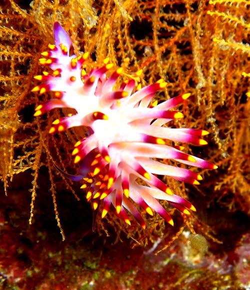 Flabellina exoptata aCIMG7367