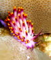 Flabellina exoptata aCIMG7372