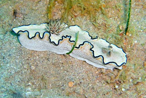 Glossodoris atromarginata aCIMG6855
