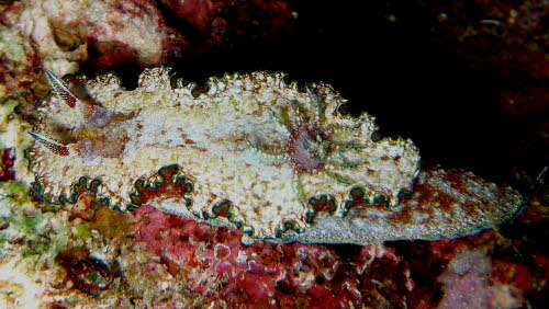 Glossodoris cincta gCIMG6278