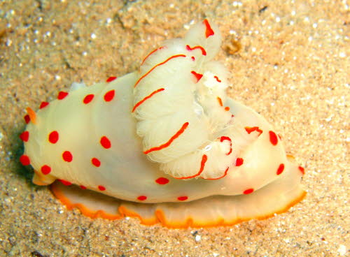 Gymnodoris cylonica aCIMG6833