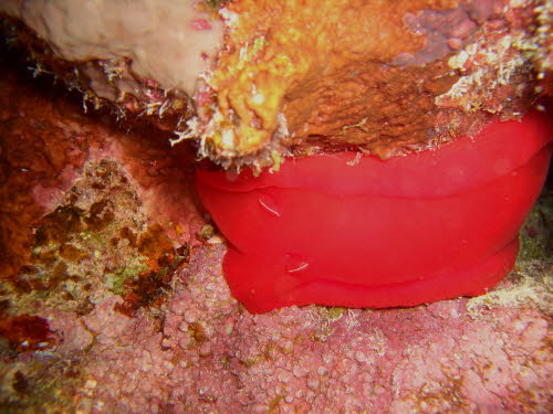 Hexabranchus sanguineus ArchivBild (2790)