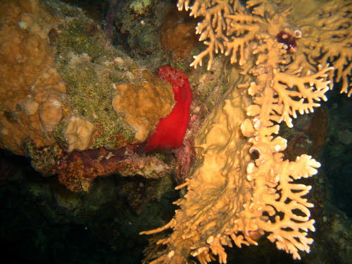 Hexabranchus sanguineus ArchivBild (2791)