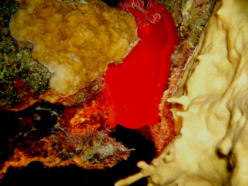 Hexabranchus sanguineus ArchivBild (2792)