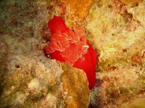 Hexabranchus sanguineus ArchivBild (2799)