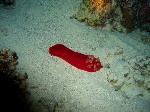 Hexabranchus sanguineus ArchivBild (3023)