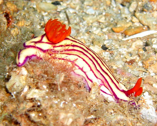 Hypselodoris maridadilus aCIMG8794