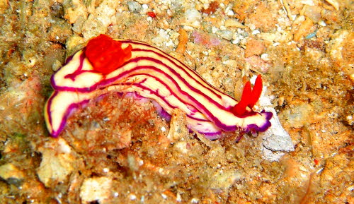 Hypselodoris maridadilus aCIMG8795