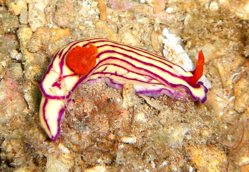 Hypselodoris maridadilus aCIMG8796