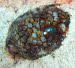 Kaurie Mauritia maculifera aCIMG8401