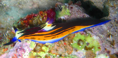 Nembrotha megalocera xxxCIMG3048x