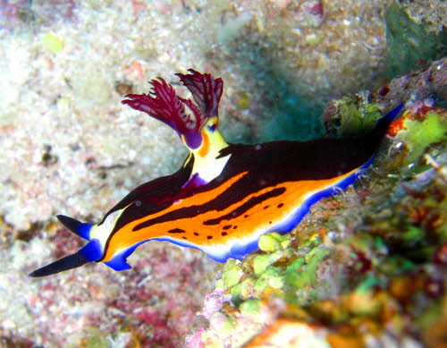 Nembrotha megalocera