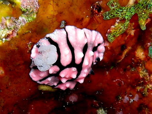 Paradoris liturata  aCIMG3630