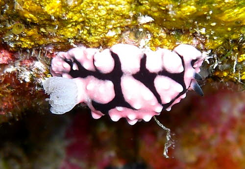 Paradoris liturata  aCIMG3821