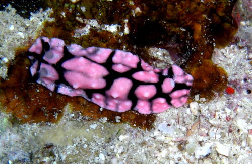 Paradoris liturata 0709-1 (199)