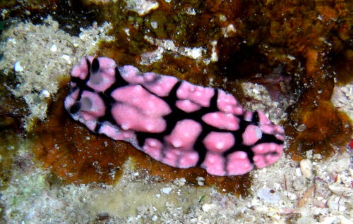 Paradoris liturata 0709-1 (200)