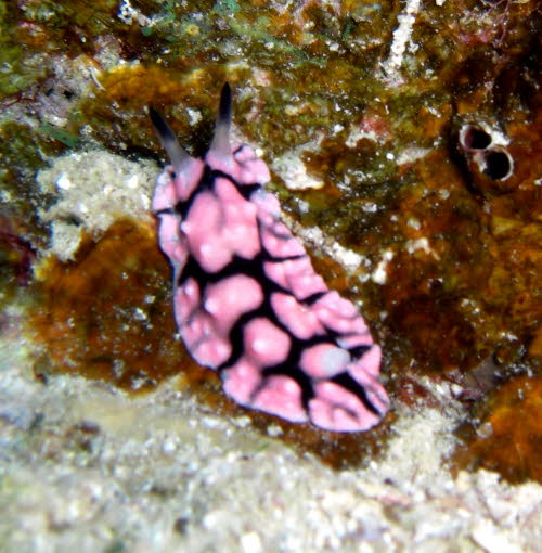 Paradoris liturata 0709-1 (202)