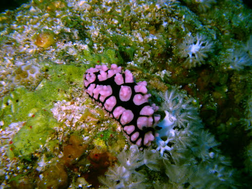 Paradoris liturata ArchivBild (2883)