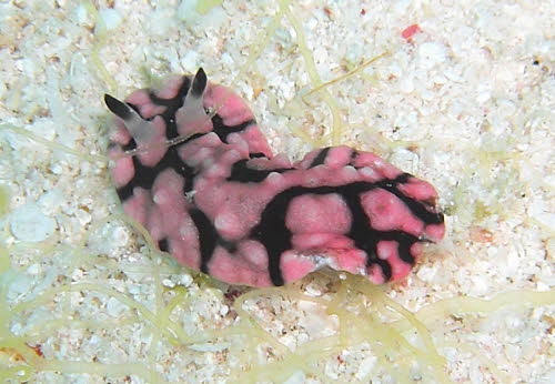 Paradoris liturata aCIMG7138