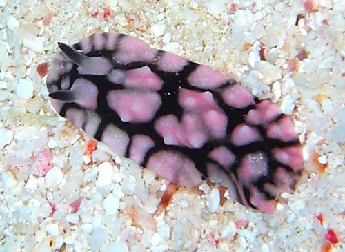 Paradoris liturata aCIMG7478