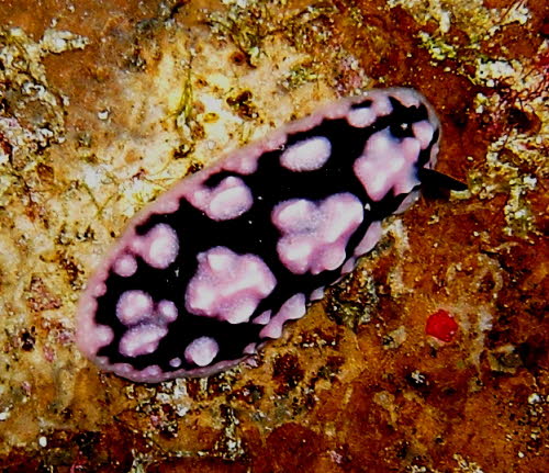 Paradoris liturata aCIMG7524