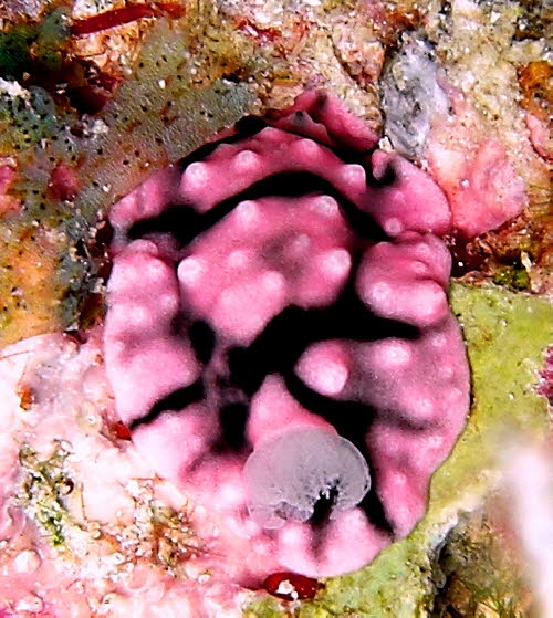 Paradoris liturata aCIMG8603