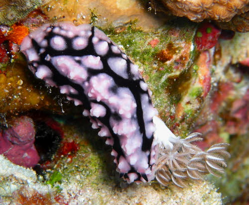 Paradoris liturata aCIMG8649