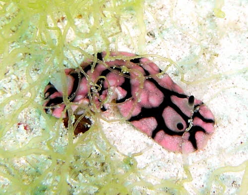 Paradoris liturata aCIMG8968