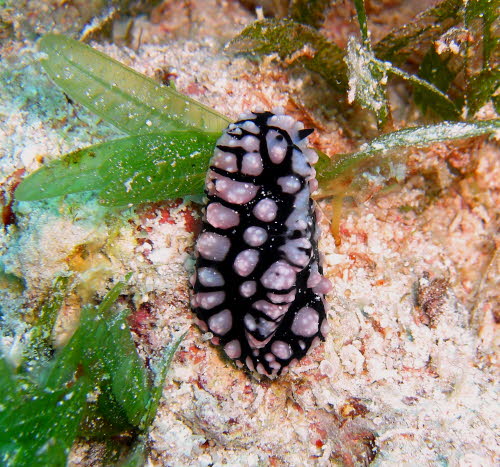 Paradoris liturata mCIMG7096