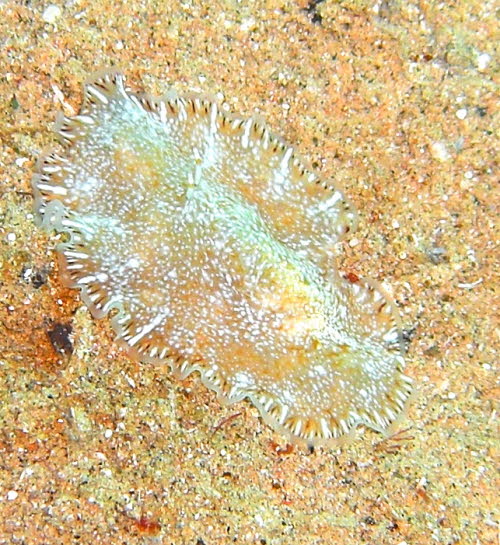 Paraplanocera sp 47 evtl_ oligoglena aCIMG8806