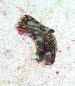 Philinopsis cyanea aCIMG8897