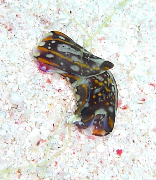 Philinopsis cyanea aCIMG8897