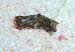 Philinopsis cyanea aCIMG8898