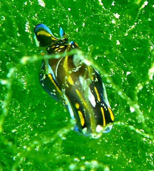 Philinopsis cyanea aCIMG8908