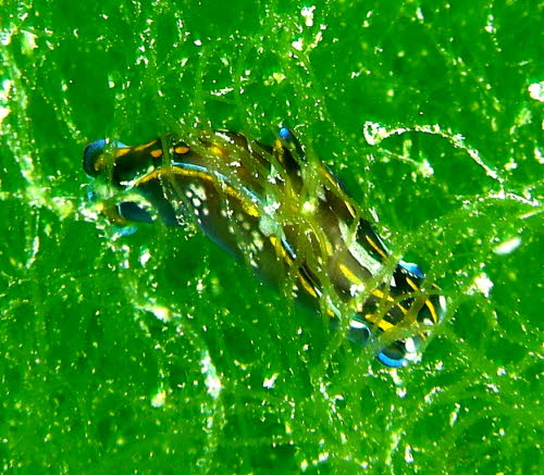 Philinopsis cyanea aCIMG8909