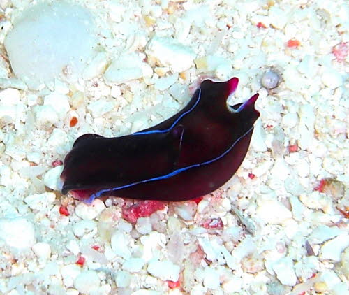 Philinopsis depicta aCIMG8846