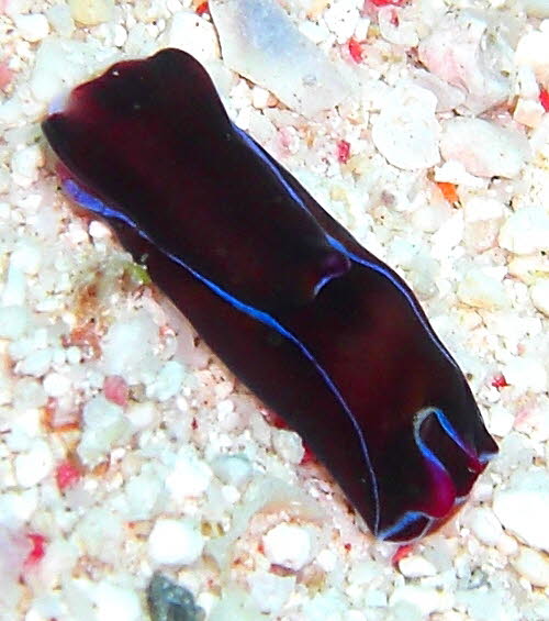 Philinopsis depicta aCIMG8849