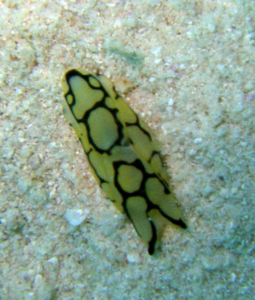 Philinopsis pilsbryi xxxP3260175x