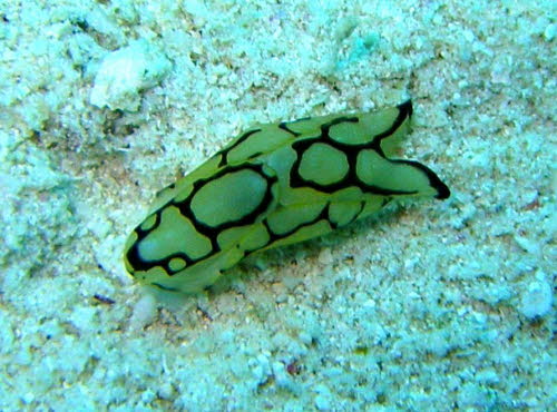 Philinopsis pilsbryi xxxP3260178x