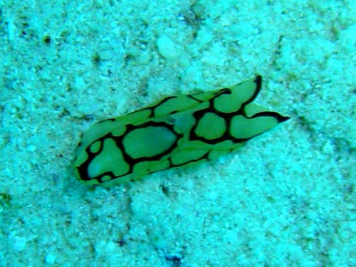 Philinopsis pilsbryi xxxP3260179x