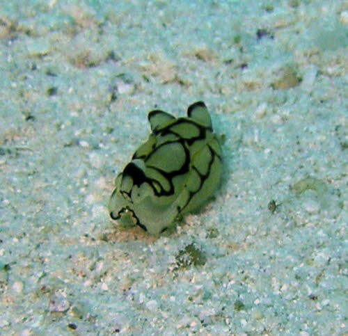 Philinopsis pilsbryi xxxP3260181x