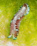 Philinopsis reticulata aCIMG8887