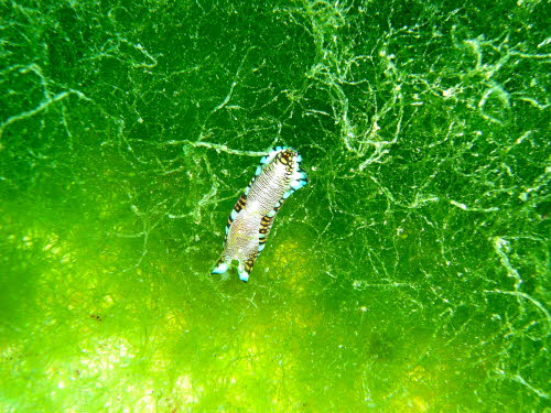 Philinopsis reticulata aCIMG8889